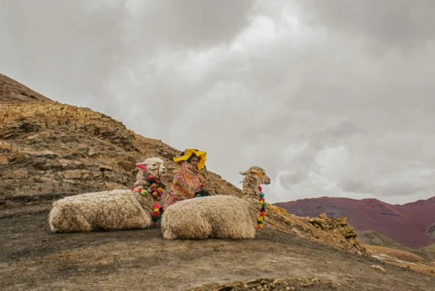 puedes encontrar muchas alpacas en vinicunca
